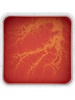 Pimento